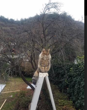 富安健洋接管比赛之夜，世界排名争夺战与枪手苦主的双重交响