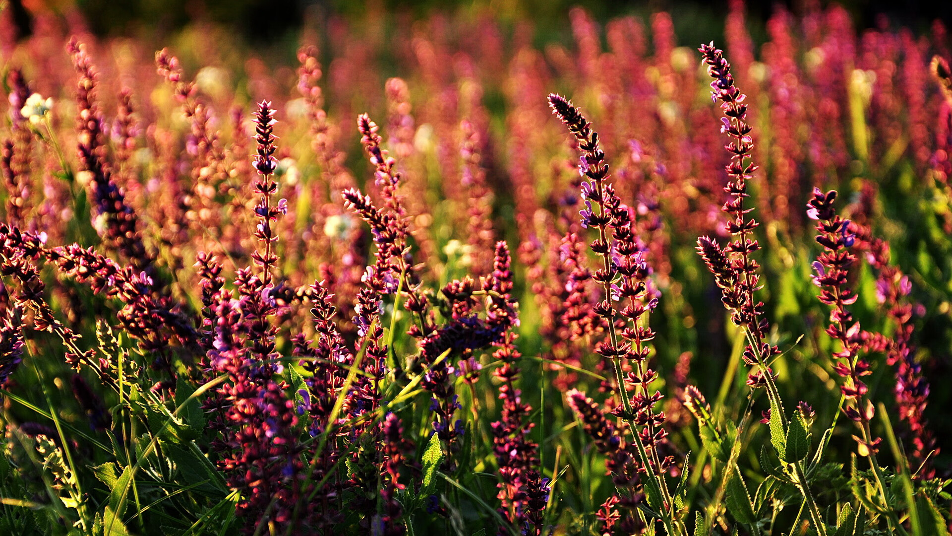 天使之翼撕裂诺坎普夜空,35岁迪马利亚绝杀巴萨,雷恩演绎最残酷的美丽