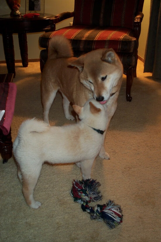 奥运关键战，拉文末节爆发定乾坤