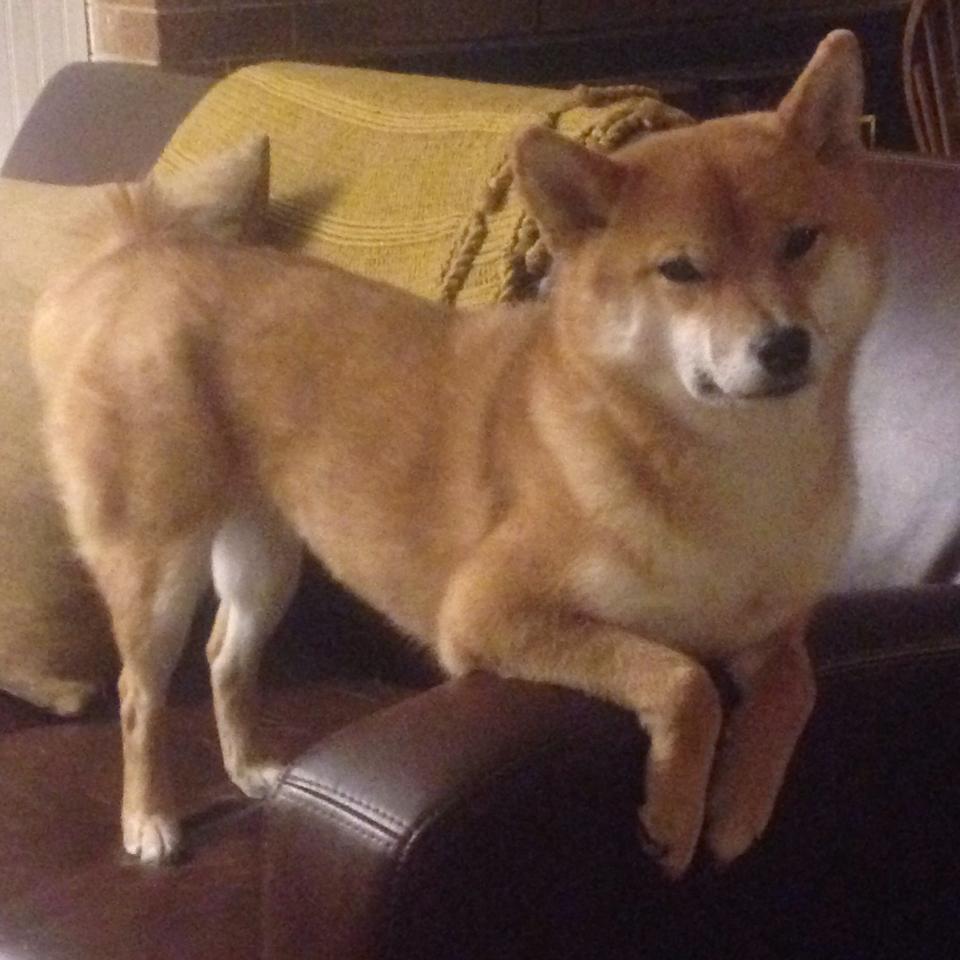 当F1撞上足球之夜，佩德里在虚拟围场接管比赛的荒诞与启示