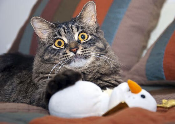 总决赛封神夜!阿克化身灭霸单核摧毁对手,一战奠定历史级超巨地位